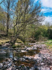 Picturesque View of a Rocky Stream in a Spring Forest