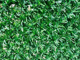 Artificial Green Grass Wall Texture Background