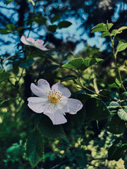 Close-up of a White Dog Rose Flower in the Woods