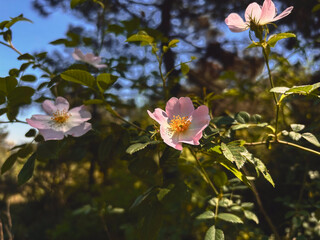 Pink Dog Roses Blooming in a Sunlit Thicket