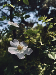 Sunlit White Wild Rose in a Dark Green Thicket