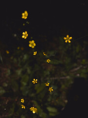 Magical Yellow Buttercups Glowing in the Dark