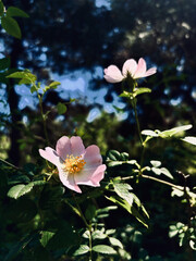 Beautiful Pink Dog Roses in a Natural Forest Setting
