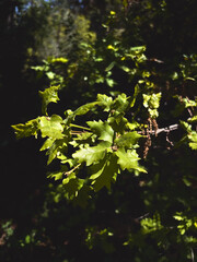 Sunlit Green Oak Leaves on a Branch in the Forest