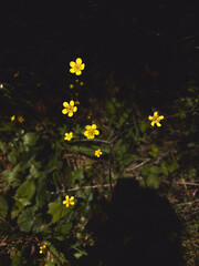 Magical Yellow Buttercups Glowing in the Dark