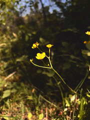 Yellow Buttercup Flower in a Dark Forest
