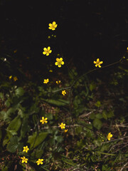 Bright Yellow Buttercups Against a Dark Background