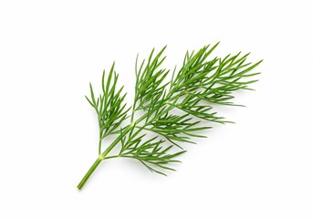 Fototapeta premium Fresh dill sprig, vibrant green, isolated on a clean white background, studio shot