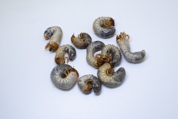 Chafer beetle larvae isolated on white background. Scarabaeidae grubs close-up, agricultural pest...