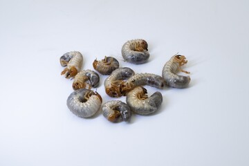 Chafer beetle larvae isolated on white background. Scarabaeidae grubs close-up, agricultural pest insects used as fishing bait or animal food. Macro view of curled larvae of May beetle.