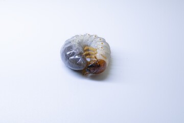 Chafer Beetle Larva on White Background – Close-Up Macro of Scarabaeidae Grub