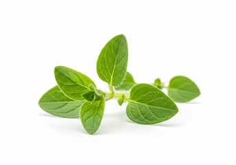 Fresh Oregano Sprig Isolated on White Background