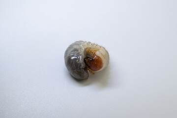 Chafer Beetle Larva on White Background – Close-Up Macro of Scarabaeidae Grub