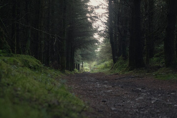 A serene view of a path winding through a dense and dark coniferous forest
