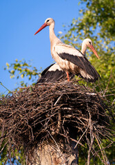 Two storks in the nest