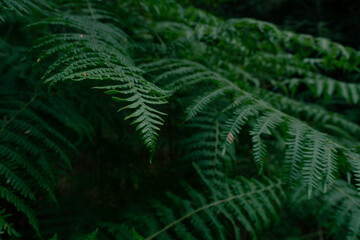 A close-up of vibrant green fern leaves in a lush and shaded forest environment
