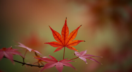 Orange maple leaf in soft blurred autumn background