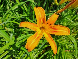 orange lily flower