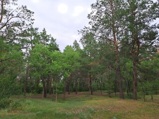 trees in the park