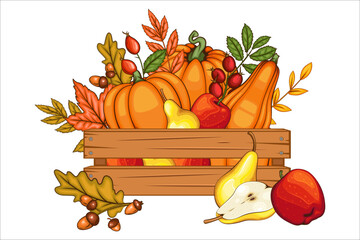 Fall Harvest. Wooden Box with Fall Harvest and Leaves. Autumn Harvest concept. Pumpkin, Apple, Acorn in a basket on white background. Farm fresh fruits. Agriculture. Thanksgiving Design