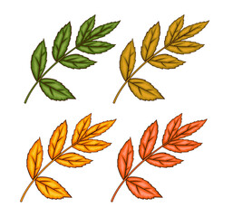 Fall leaves illustration on white. Autumn leaves set. Fall graphics for holiday cards, templates, thanksgiving design. Leaf Carton illustration. Botanical Design for harvest festival