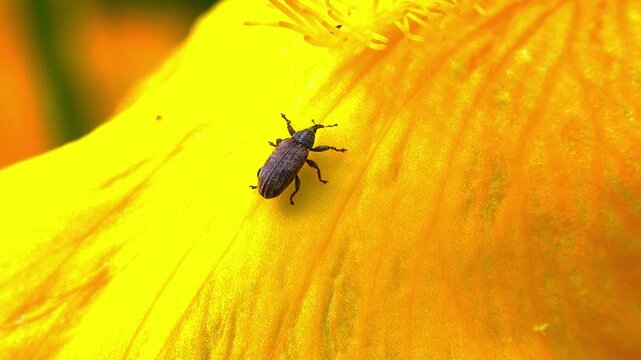 Weevil on a yellow leaf Garden iris,