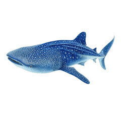 Whale shark full view on transparent background