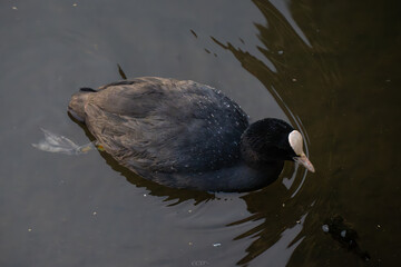 White-breasted Waterhen (Amaurornis phoenicurus) in Wetland Habitat