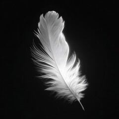 Obraz premium Single white feather, softly lit, against black