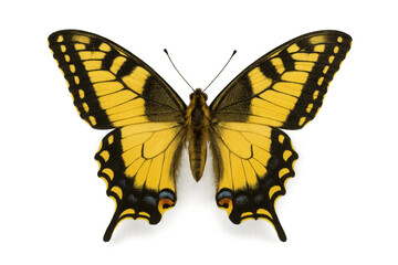 Obraz premium Yellow Eastern Tiger Swallowtail Butterfly with open wings on transparent background