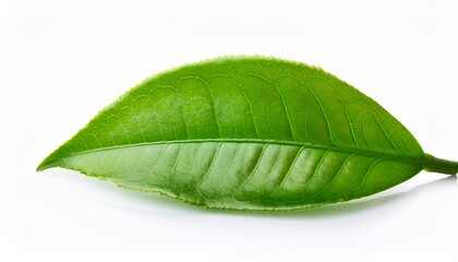 Fototapeta premium green tea leaf isolated on white background