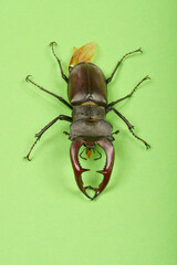 A large, dark stag beetle with impressive mandibles is photographed from a top-down perspective on a green background