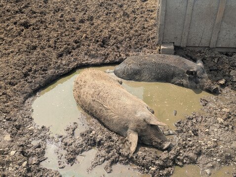 pig in the mud