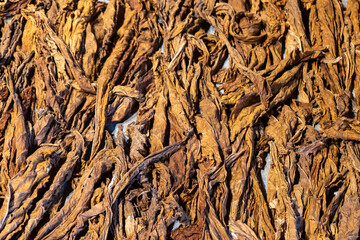 Close-up of dried tobacco leaves stacked in layers, showcasing rich textures and earthy brown tones, ideal for themes of agriculture, tradition, and raw materials.