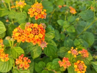 Orange common lantana flowers (Lantana camara) blossom in garden, close up view 