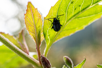 Käfer schwarz blau, Altica oleracea oder Agelastica alni, Blaue Erlenblattkäfer, Unechter Kohlerdfloh an der Unterseite vom Blatt