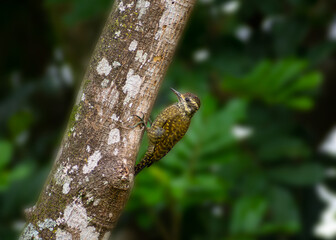 lizard on a tree