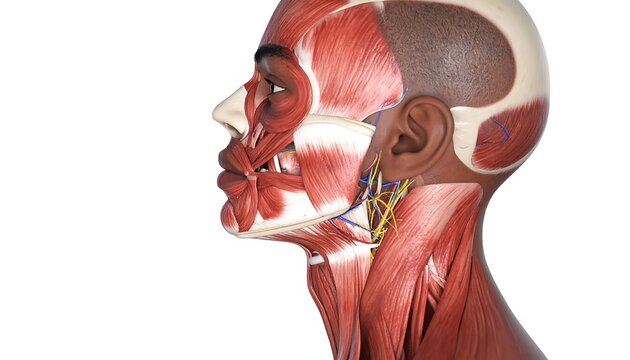 Anatomical illustration of human head and neck muscles