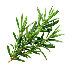 Obraz premium A sprig of fresh rosemary on transparent background