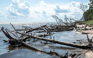 Coastal view of Baltic Sea with a rugged shoreline and broken pine trees submerged in the water,...