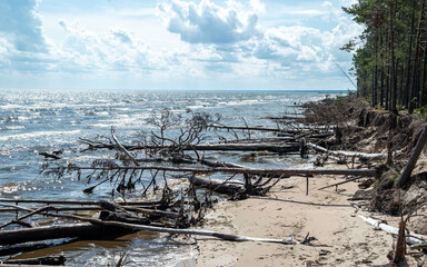 Coastal view of Baltic Sea with a rugged shoreline and broken pine trees submerged in the water,...