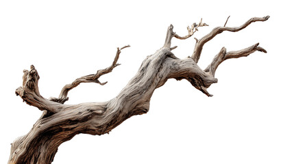 Gnarly dead tree branch isolated on transparent background