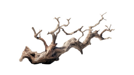 Gnarled aged driftwood branch with intricate texture isolated on transparent background