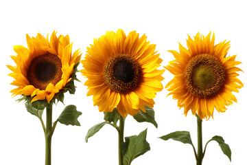 Obraz premium Three bright yellow sunflowers on long green stems isolated on transparent background