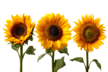 Three bright yellow sunflowers on long green stems isolated on transparent background