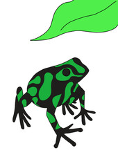 green tree frog