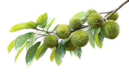PNG of A branch of durian fruit full of green, spiky balls surrounded by vibrant green leaves.
