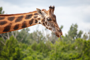 Giraffe Head Neck Profile Tongue Out
