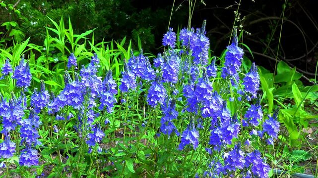 Veronica teucrium, herbaceous plant blooming with purple flowers