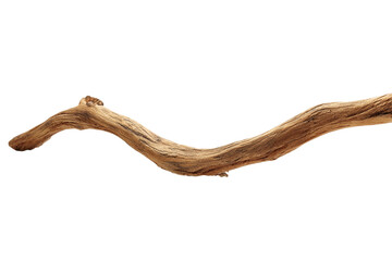 Obraz premium Dry curved tree branch isolated on transparent background